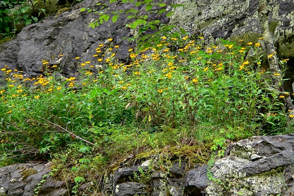 {Coreopsis pubescens var. robusta}